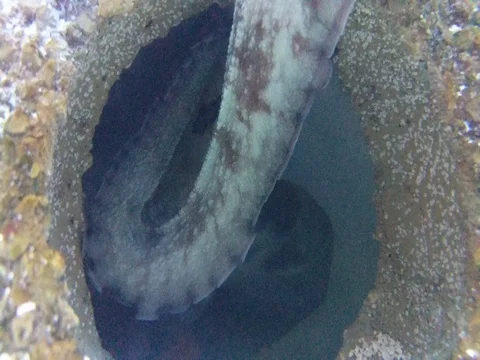 Octopus Underwater Stock Footage 80688941