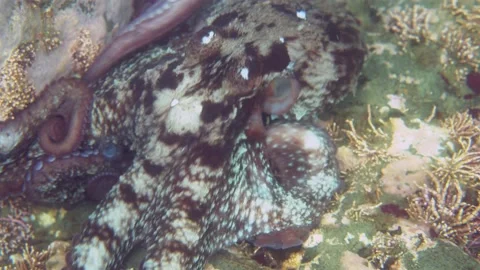 Octopus underwater. Video stock 169387679