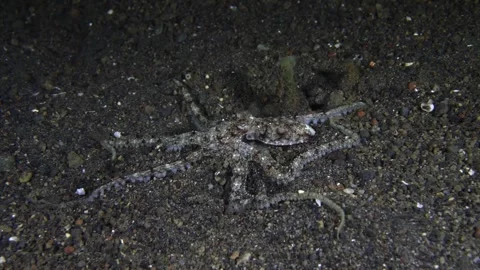 Octopus underwater Stock Footage 241575153