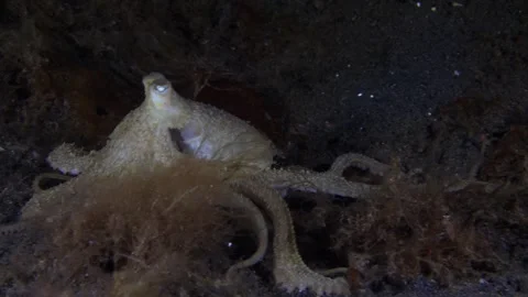 Octopus underwater Stock Footage 242762061