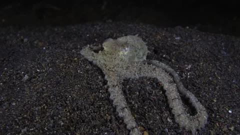 Octopus underwater Stock Footage 242773315