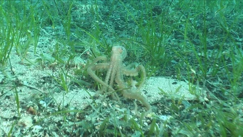 Octopus underwater swimming Stock Footage