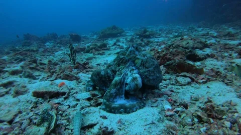 Octopus walking over reef and hunting with its skirt and tentacles. Stock Footage 120002006