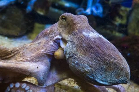 Octopus in water Stock Photos