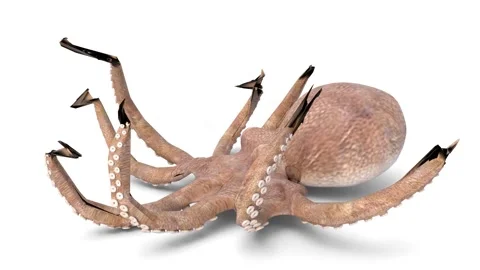 Octopus on white background Stock Footage 306777626