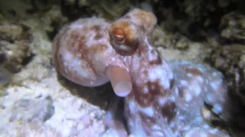 Octopus in the wild close-up Stock Footage 33865845