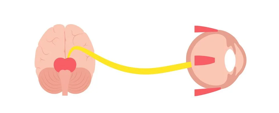 Oculomotor nerve poster Stock Illustration