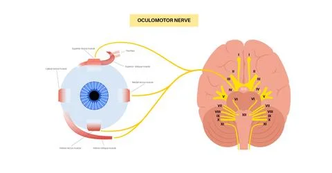 Oculomotor nerve poster Stock Illustration