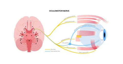 Oculomotor nerve poster Stock Illustration
