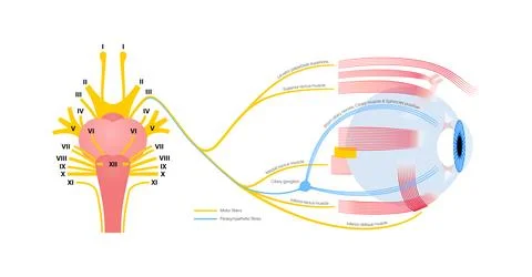 Oculomotor nerve poster Stock Illustration