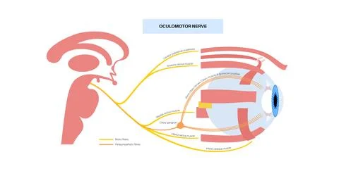 Oculomotor nerve poster Stock Illustration