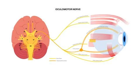 Oculomotor nerve poster Stock Illustration