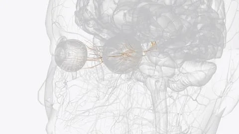 The oculomotor nerve is the third cranial nerve (CN III) Stock Illustration