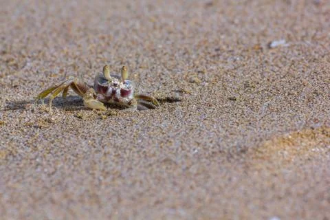 Ocypode ceratophthalama Stock Photos