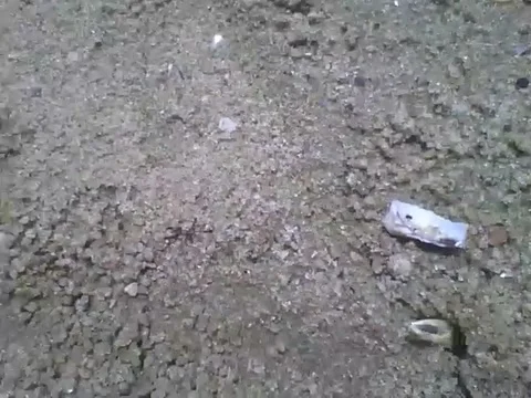 Ocypode crab is fast, and it hides in the sand hole of the beach! Stockbeeldmateriaal 162686216