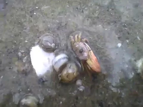 Ocypode crab walks around the beach in shallow water Stock Footage 162686268