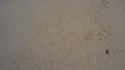 Ocypode Stockbeeldmateriaal 243627034