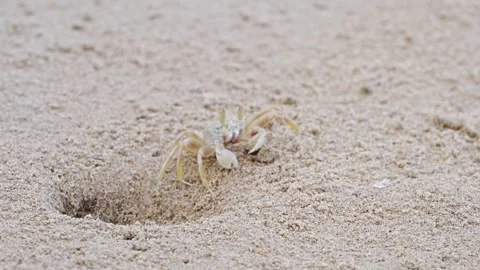 Ocypode ghost crab digs a burrow in sand Stockbeeldmateriaal 328585305