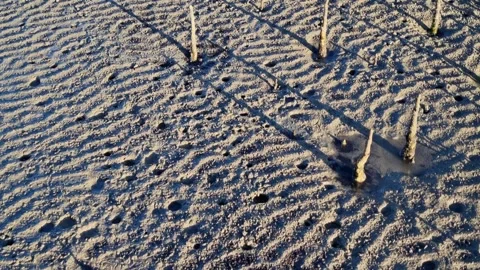 Ocypode kuhlii small ghost Stockbeeldmateriaal 277023089