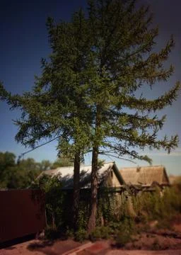 Od larches trees Stock Photos
