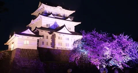 Odawara Castle at Night with Illuminated Cherry Blossoms in Rain Japan Stock Footage 334130436