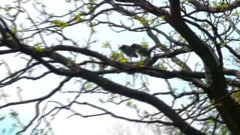Odd Birds Nesting During Storm Stock Footage 108337580