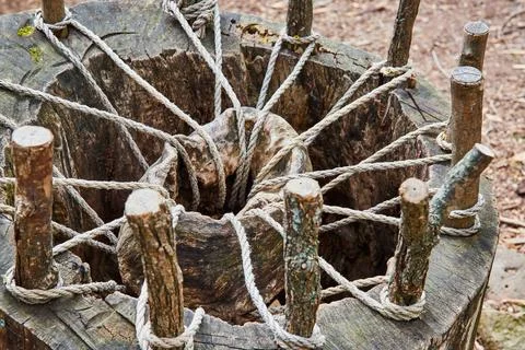 Odd contraption built into tree stump with sticks and rope holding up wood or 스톡 사진