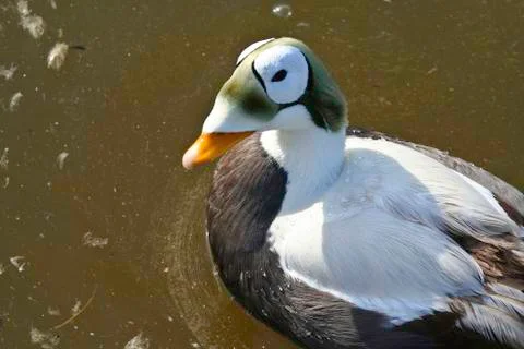 Odd duck 写真素材