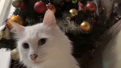 Odd-eyed cat in front of the tree Stock Footage 85828482