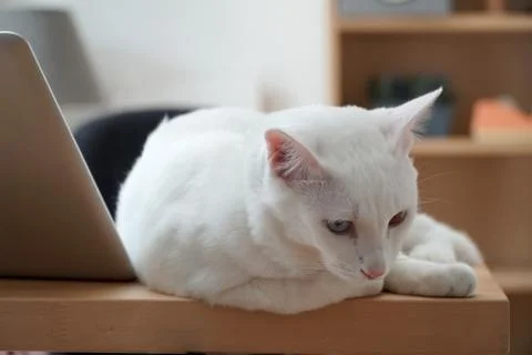 Odd-Eyed Cat Stock Photos