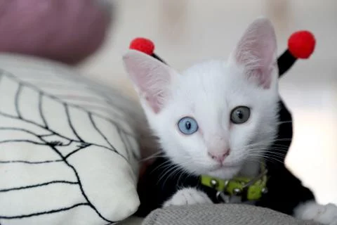 Odd Eyes Cat Stock Photos