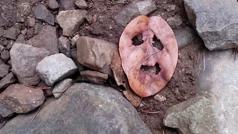 Odd looking Angry Leaf Stock Footage 169130743