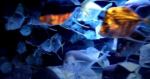 Odd-looking fish called Lookdowns (Selene vomer) swim in a circular arrangement Stock Footage 92584167