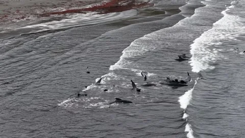 The Odd Moment Just After Pilot Whales Beach Themselves on a coast in Iceland 스톡 동영상 311782678