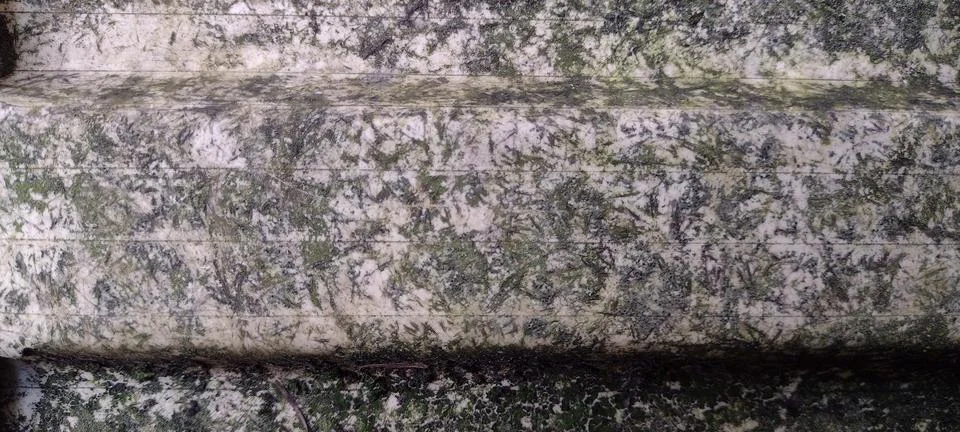 Odd moss pattern on surface outside dirty look Stock-Fotos