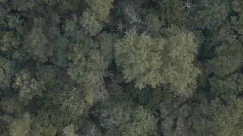 Odd perspective of treetops Stock Footage 92378174