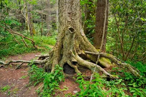 Odd Tree Roots in Roaring Fork of Smoky Mountains, TN, USA Stock Photos