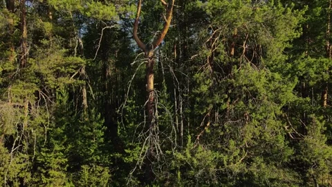 Odd tree in the taiga forest Siberia Stock Footage 302211562