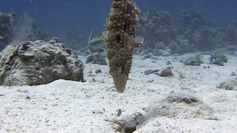 Oddly decorated scribbled filefish hunting at the Red Sea depths 스톡 동영상 312488152