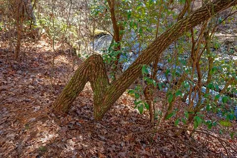 Oddly shaped tree Stock Photos