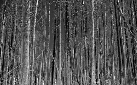 Ode to Ansel Stock Photos