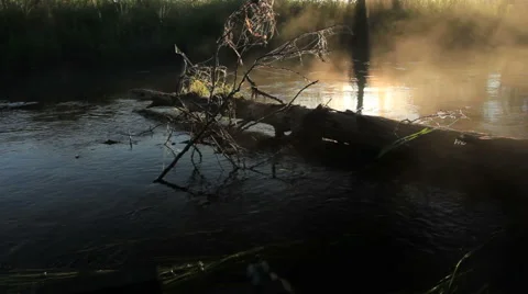 An ode to the fallen tree Stock Footage 51235041