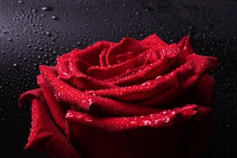 Ode a large rose highlighted in closeup on a dark gray background with beauti Stock Photos