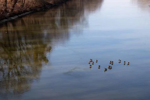 The Oder River flowing through the cityscape, bordered by green riverbanks. A Foto stock