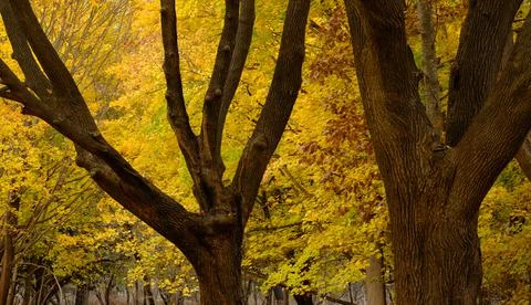 Odiorne Point in Fall Stock Photos