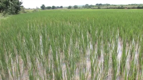 Odisha Rice Fields, India Stock Footage 77135141