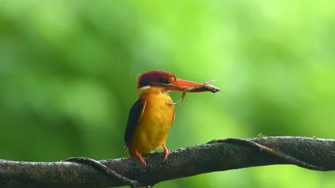 ODKF Frog Panvel Vídeo Stock 330884637