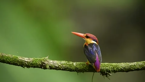 Odkf on Perch Panvel 스톡 동영상 330884626