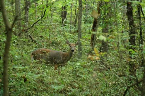 Odocoileus virginianus Stock Photos
