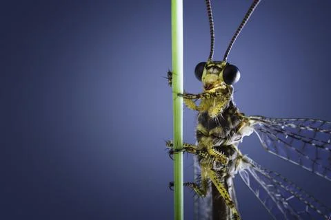 Odonata close-up Stock Photos